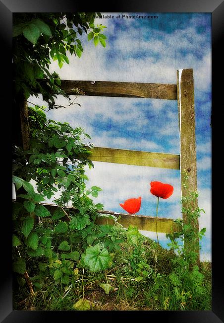 Over the Garden Gate Framed Print by Christine Lake