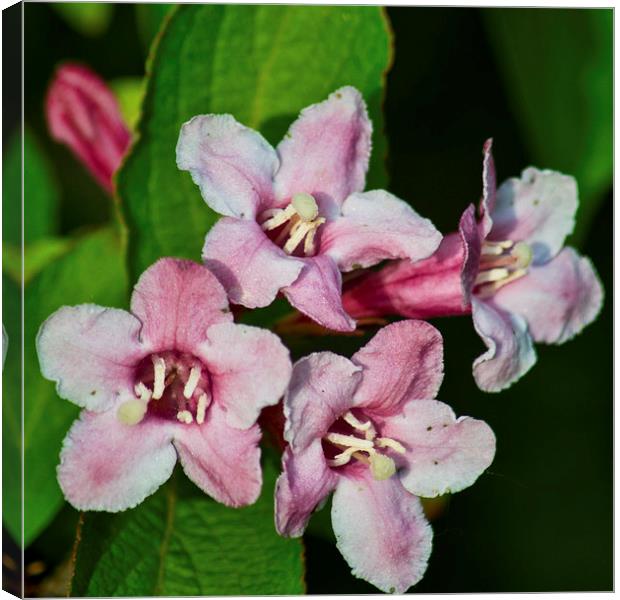 Weigela Hortensis Canvas Print by Colin Metcalf