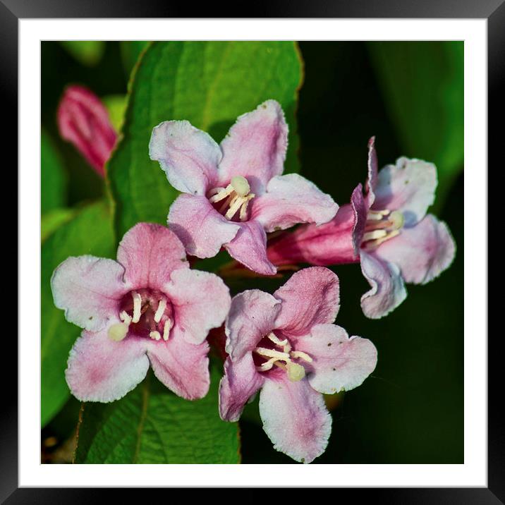 Weigela Hortensis Framed Mounted Print by Colin Metcalf