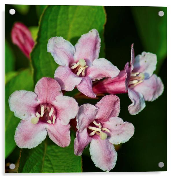 Weigela Hortensis Acrylic by Colin Metcalf