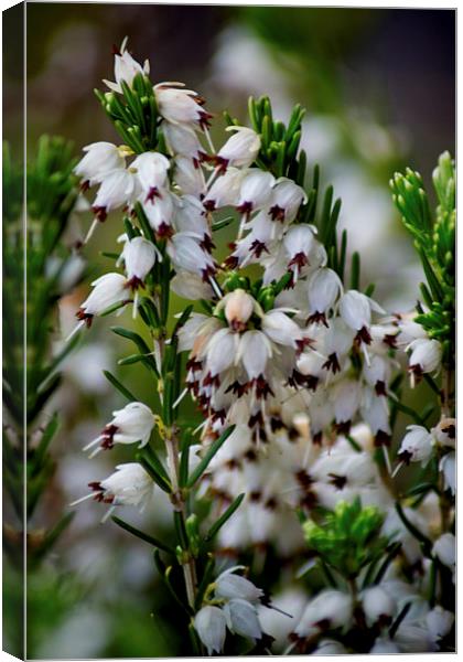 White Heather Canvas Print by Colin Metcalf