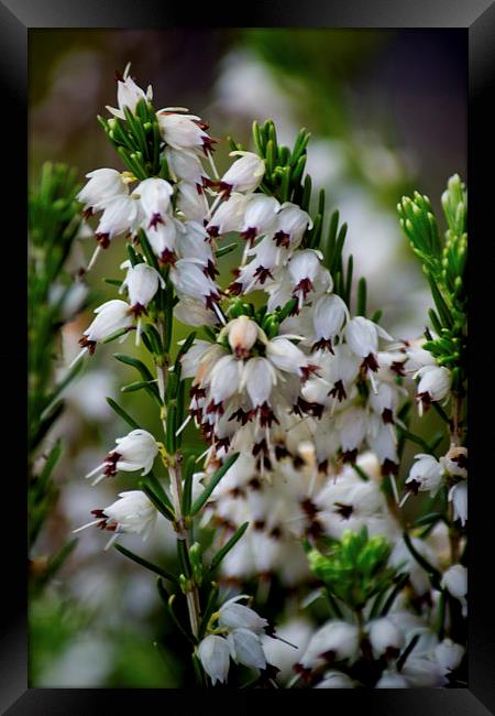 White Heather Framed Print by Colin Metcalf