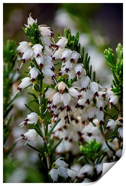 White Heather Print by Colin Metcalf