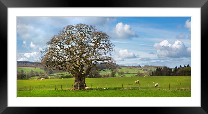 Peak District Tree Framed Mounted Print by David Hare