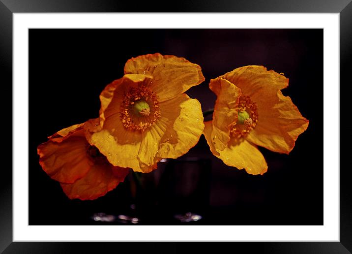 Yellow poppies Framed Mounted Print by Nadeesha Jayamanne