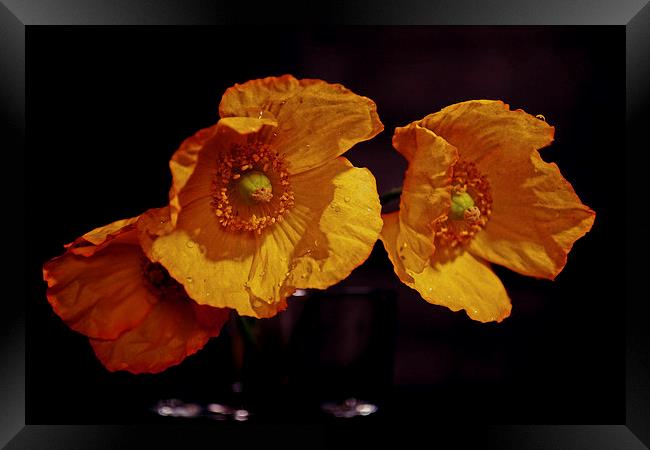 Yellow poppies Framed Print by Nadeesha Jayamanne