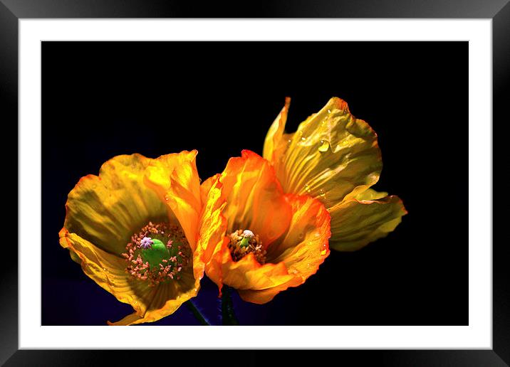 Yellow poppies II Framed Mounted Print by Nadeesha Jayamanne
