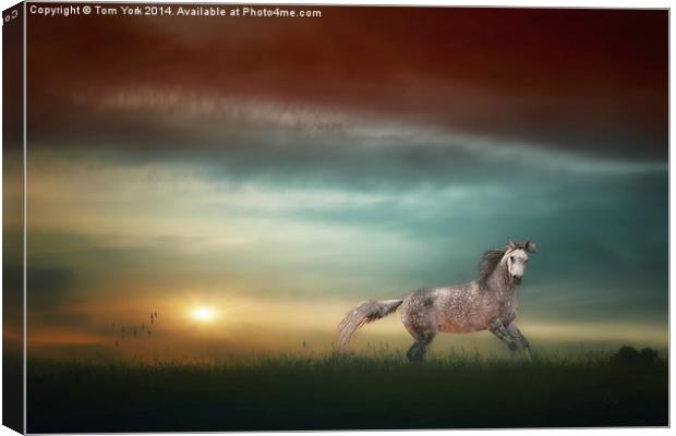 Stallion In The Sunset Canvas Print by Tom York