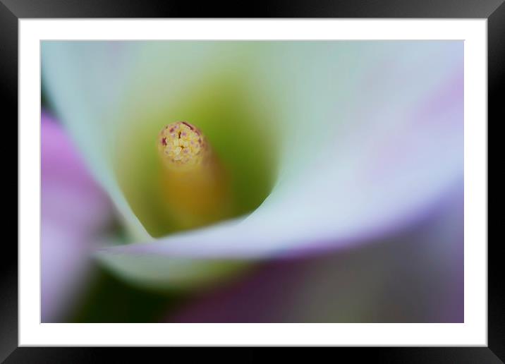 Portrait of the stamen of a Calla Lily Framed Mounted Print by Zoe Ferrie