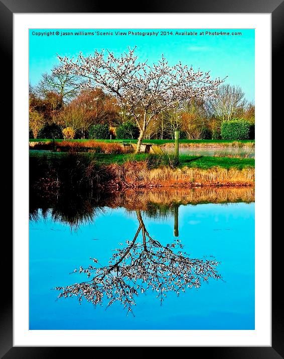 Springtime reflection Framed Mounted Print by Jason Williams