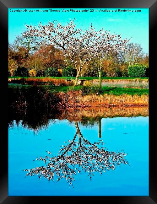 Springtime reflection Framed Print by Jason Williams