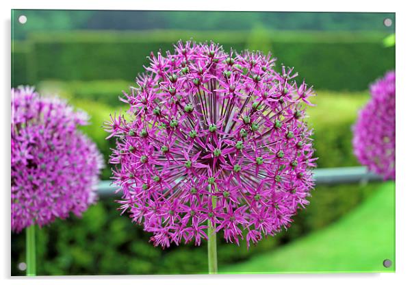 Purple Allium Acrylic by Tony Murtagh