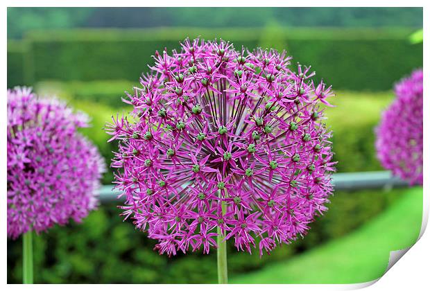 Purple Allium Print by Tony Murtagh