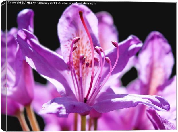 RHODODENDRON Canvas Print by Anthony Kellaway