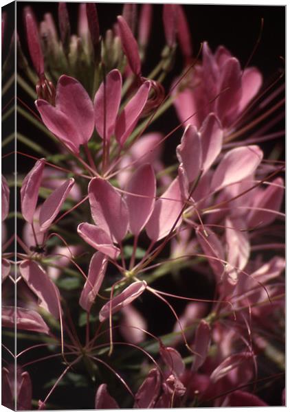 Cleome Close and Personal 3703_9652 Canvas Print by Judith Schindler-Domser