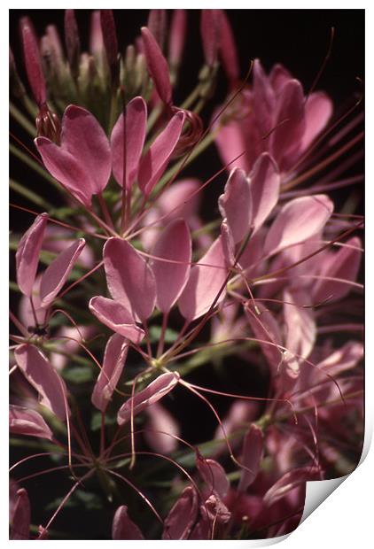 Cleome Close and Personal 3703_9652 Print by Judith Schindler-Domser