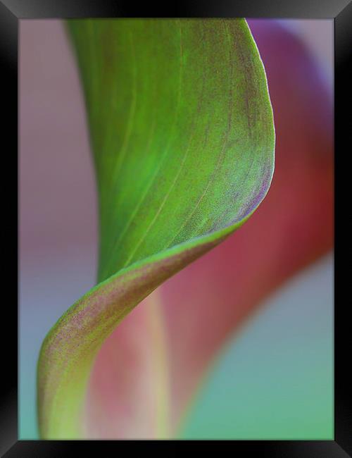 Curves of a Calla Lily Framed Print by Zoe Ferrie