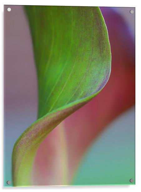 Curves of a Calla Lily Acrylic by Zoe Ferrie