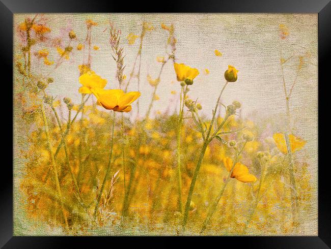 Happiness Framed Print by Dawn Cox