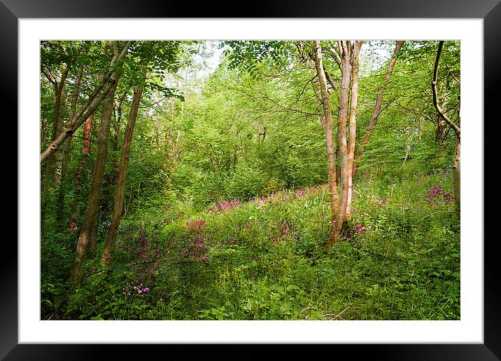 The Forest Glade Framed Mounted Print by Dawn Cox