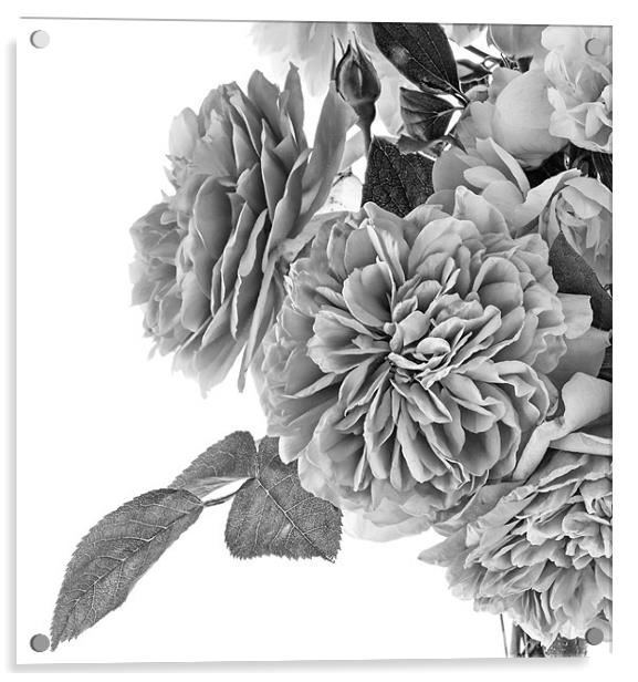Paper Rose Acrylic by Ann Garrett