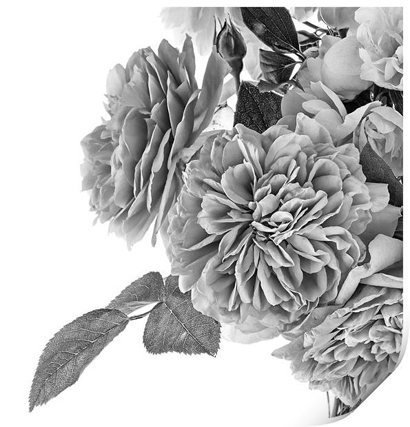 Paper Rose Print by Ann Garrett
