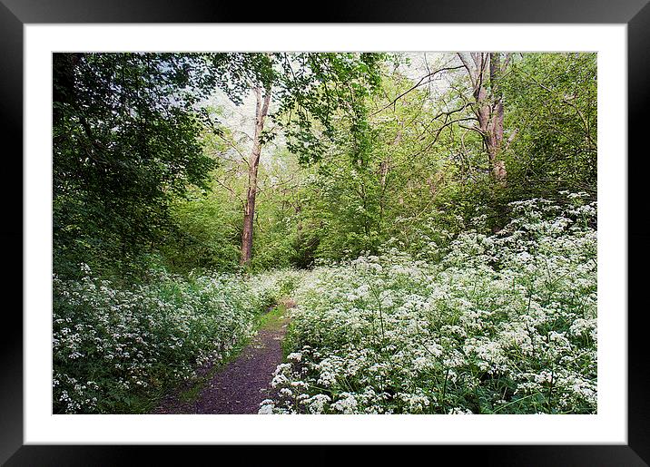 Pretty Pathway Framed Mounted Print by Dawn Cox