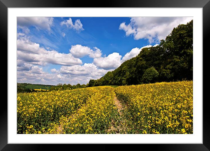 Glorious Day Framed Mounted Print by Dawn Cox
