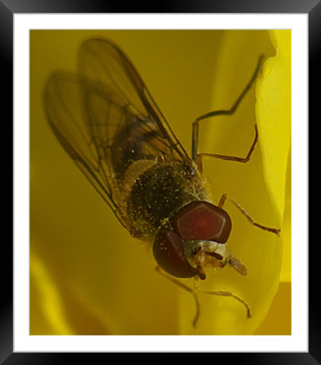 Hover Fly Framed Mounted Print by David Borrill