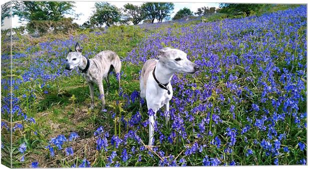 Whippets and Bluebells Canvas Print by Jon Short