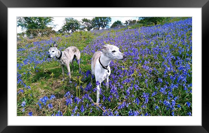 Whippets and Bluebells Framed Mounted Print by Jon Short