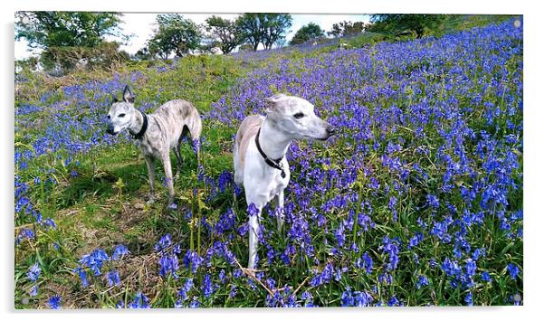 Whippets and Bluebells Acrylic by Jon Short