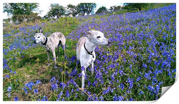 Whippets and Bluebells Print by Jon Short