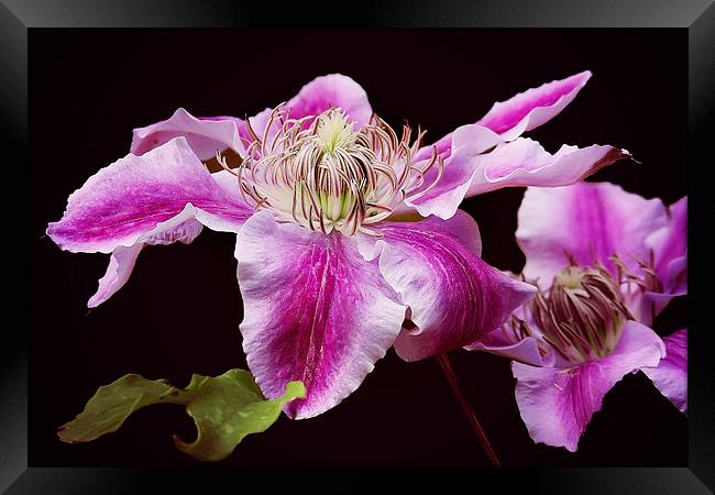 Bright Pink Clematis Framed Print by Jennie Franklin