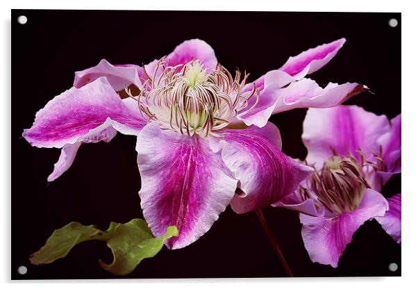 Bright Pink Clematis Acrylic by Jennie Franklin