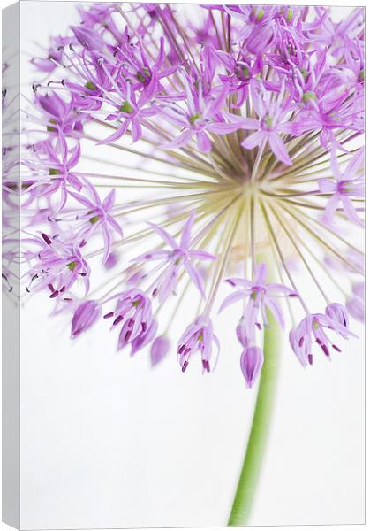Purple Allium Canvas Print by Dawn Cox