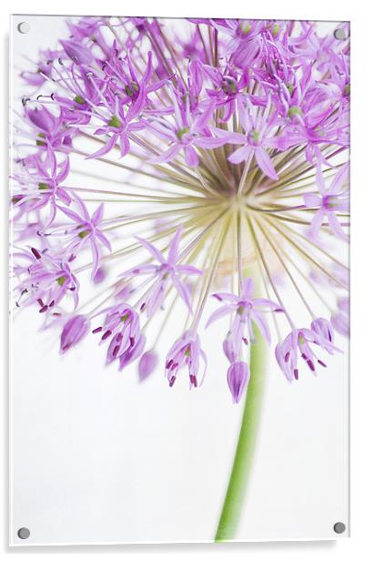Purple Allium Acrylic by Dawn Cox
