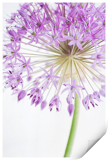 Purple Allium Print by Dawn Cox
