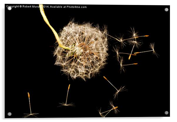 Dandelion seed head Acrylic by Robert Murray