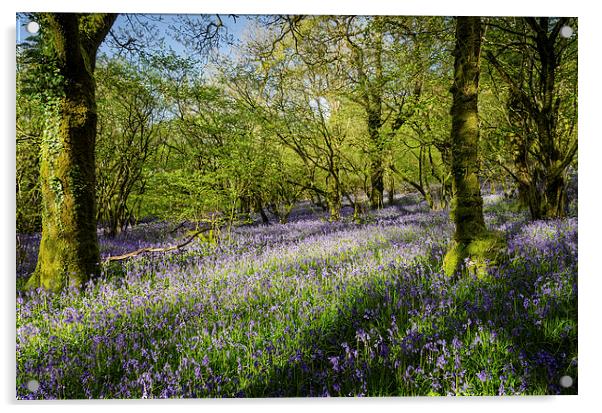 Dartmoor Bluebell Wood Acrylic by Jon Short