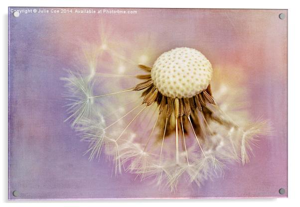 Dandelion Seed Head 9 Acrylic by Julie Coe