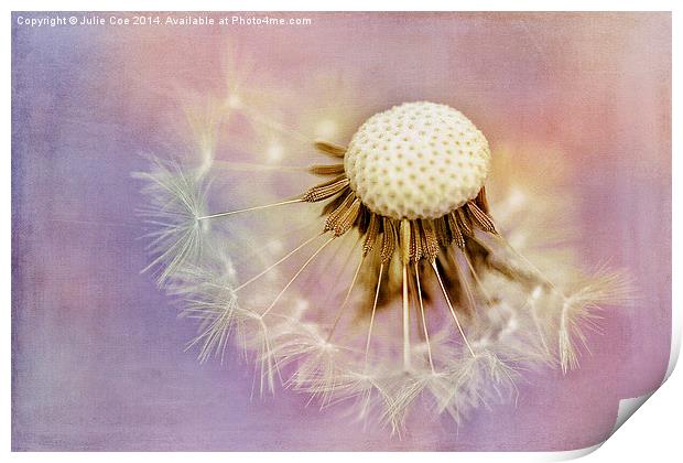 Dandelion Seed Head 9 Print by Julie Coe
