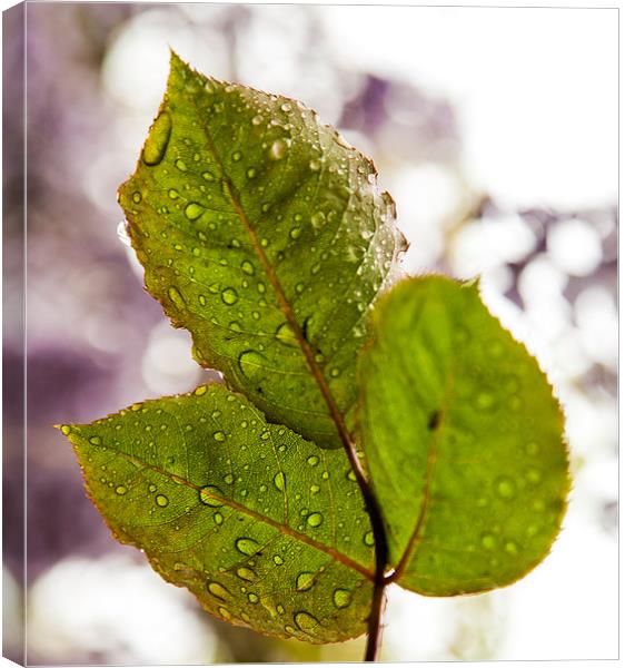 waterdropd on leaf Canvas Print by David Pacey