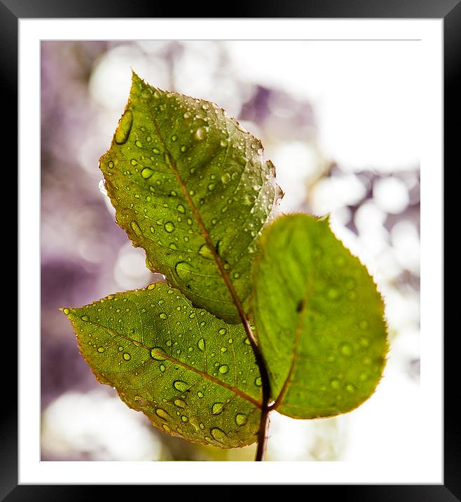 waterdropd on leaf Framed Mounted Print by David Pacey