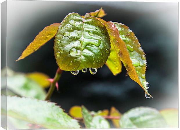 waterdrops on leaf Canvas Print by David Pacey