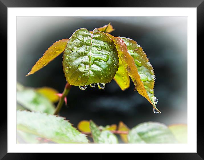 waterdrops on leaf Framed Mounted Print by David Pacey