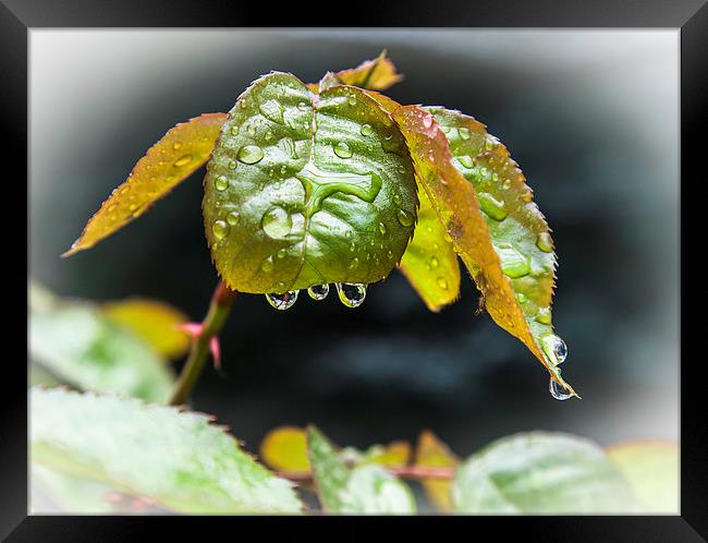 waterdrops on leaf Framed Print by David Pacey