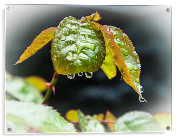 waterdrops on leaf Acrylic by David Pacey
