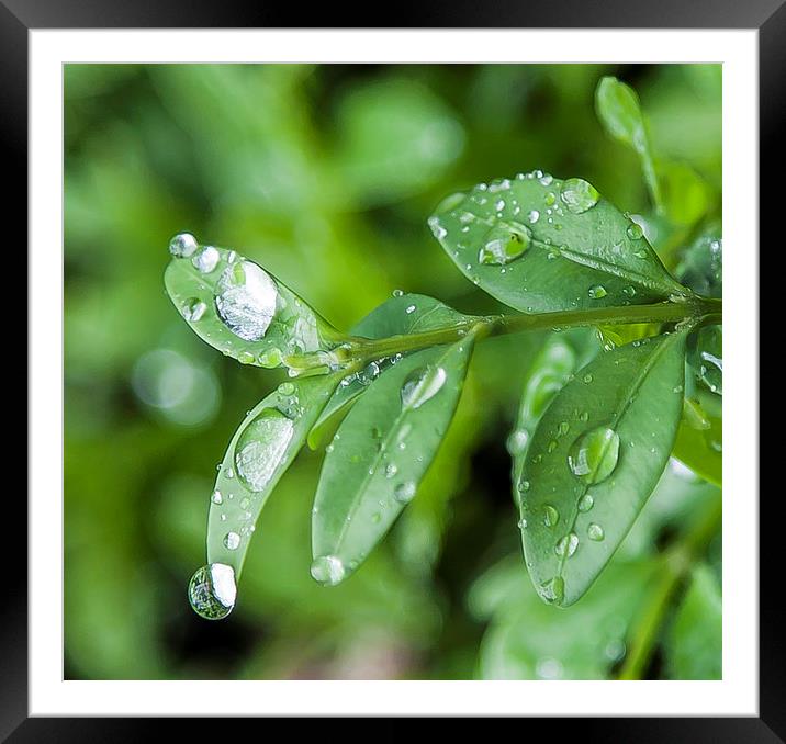 rain drops Framed Mounted Print by David Pacey