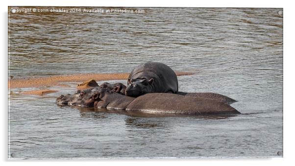 Hippo Family in Kruger Park Acrylic by colin chalkley